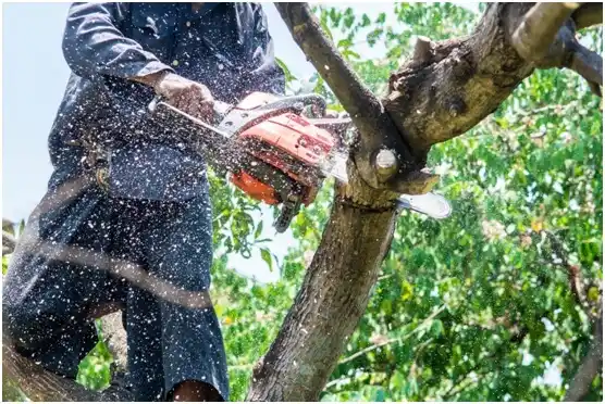 tree services Warren AFB